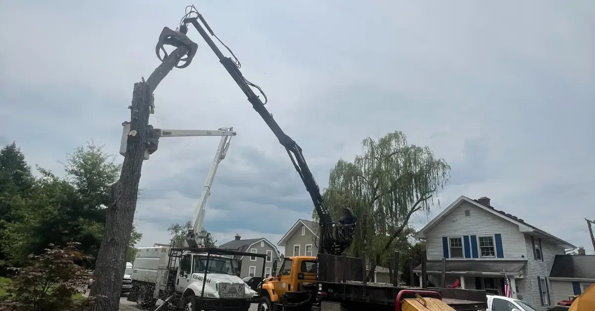 Tree Removal